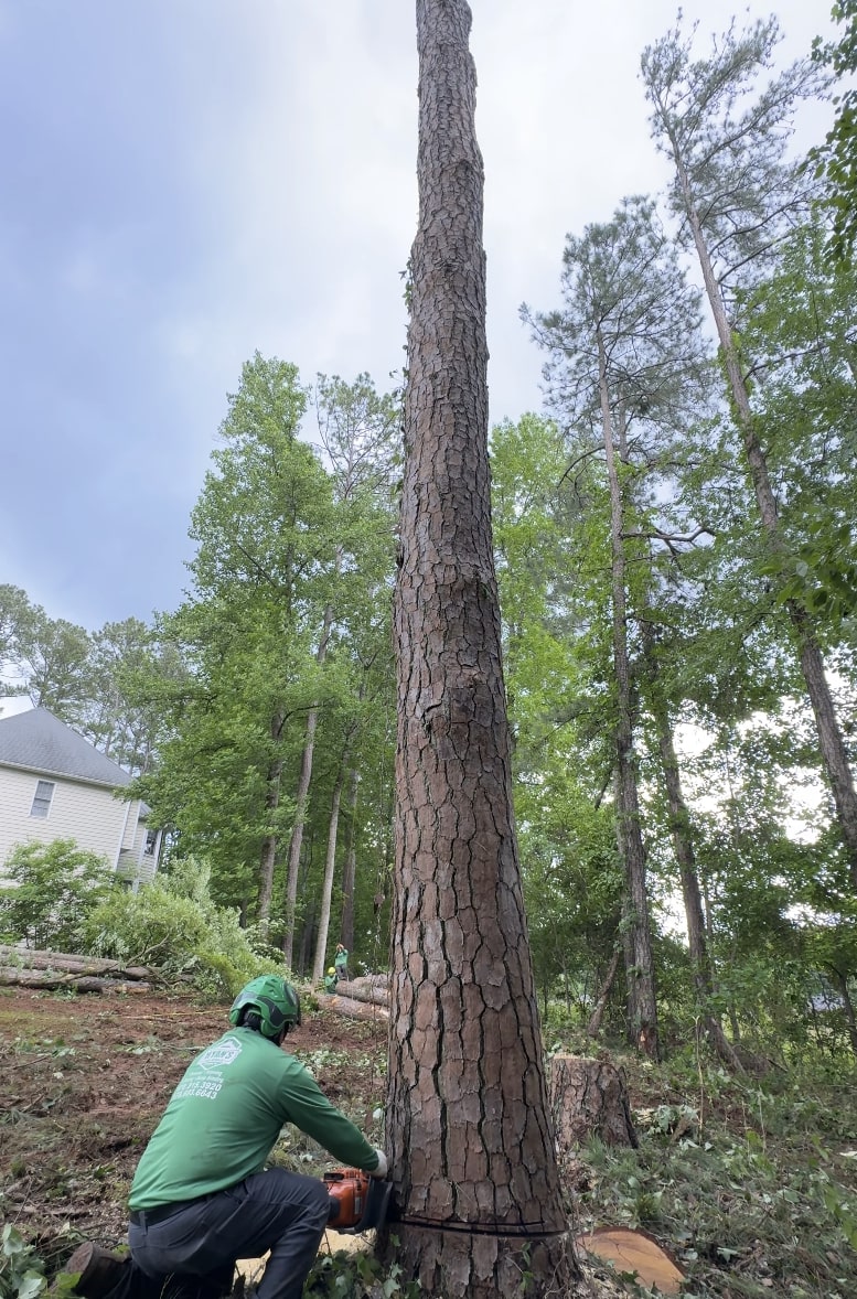 Professional tree removal service in Monroeville PA