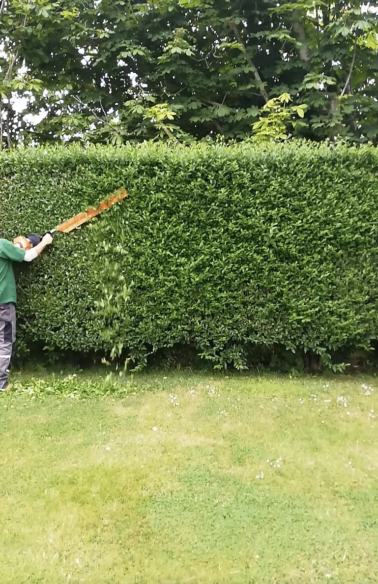 Professional arborist trimming hedges with precision tools Professional arborist trimming hedges with precision tools