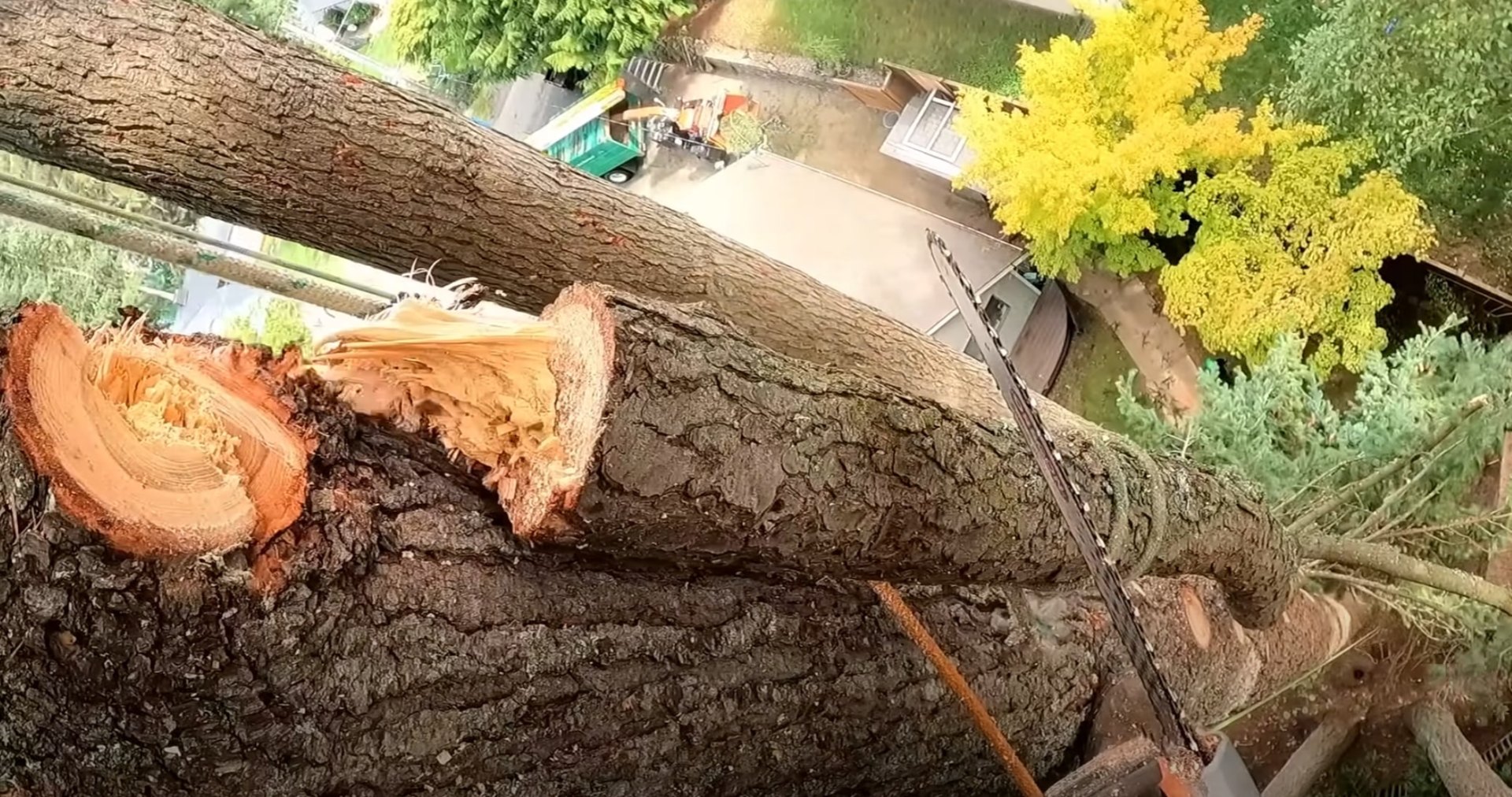 Professional chainsaw cutting through large tree trunk showing expert technique Professional chainsaw cutting through large tree trunk showing expert technique