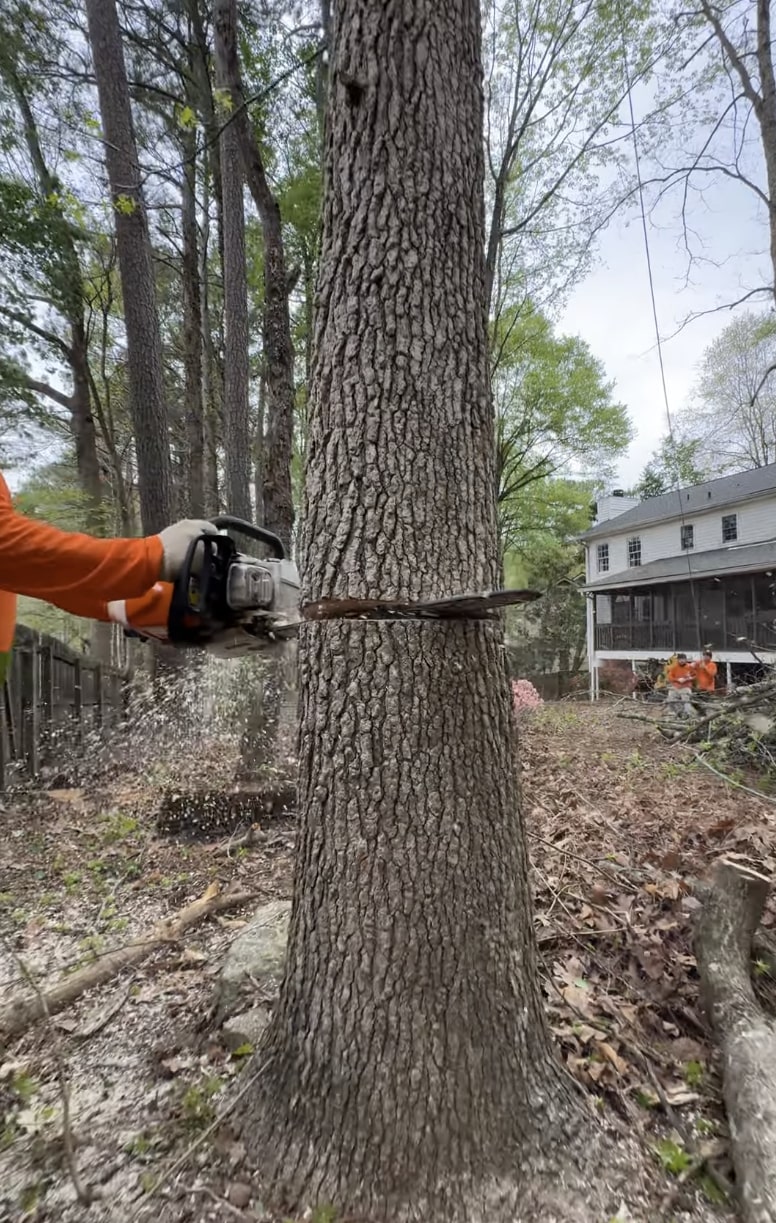 Professional tree removal using chainsaw on large oak tree in residential area Professional tree removal using chainsaw on large oak tree in residential area